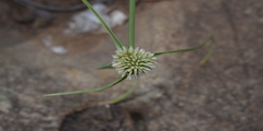 Cyperus kyllingia